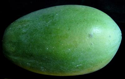 Malaysian Carica papaya L. var. Eksotika: Current Research Strategies Fronting Challenges